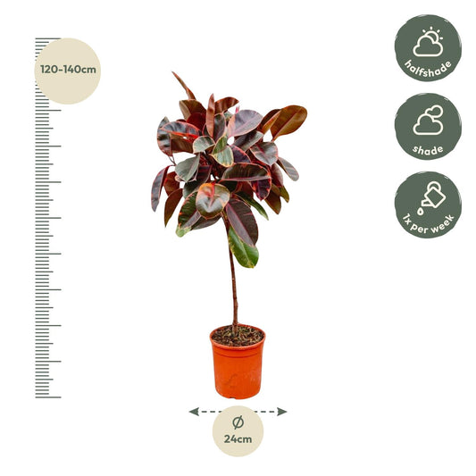 Ficus Elastica Belize op Stamm – 130 cm, Ø 24 cm