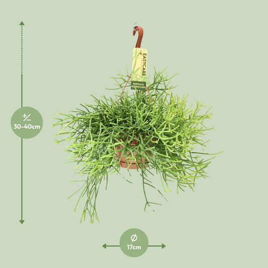 Rhipsalis Heteroclada – Pflegeleichte Hängepflanze Ø17 cm