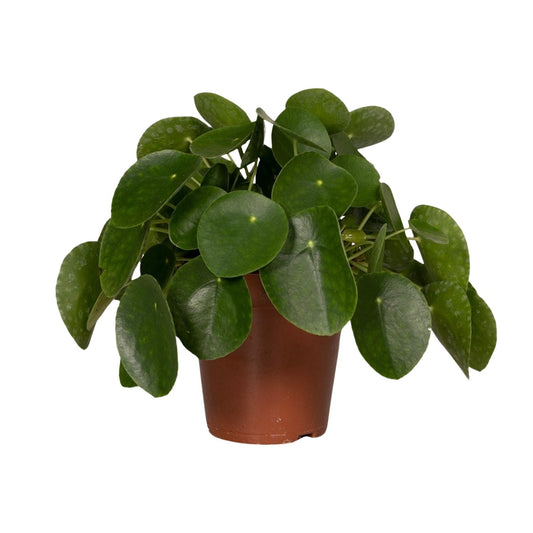 Pilea Peperomiodes – Aluminium-Pflanze Ø15cm, 25cm hoch