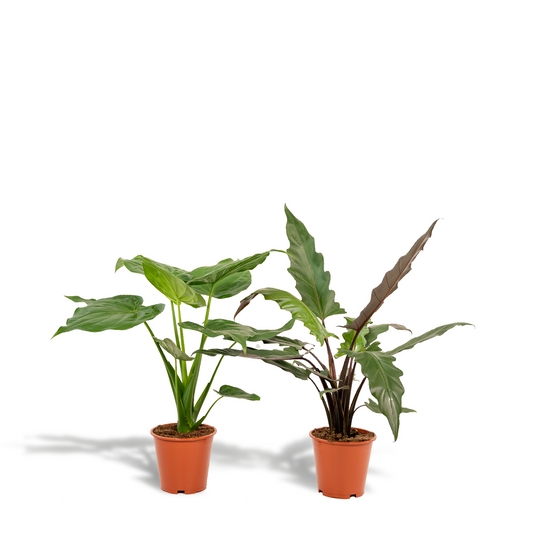 Alocasia Cucullata & Alocasia Lauterbachiana - Ø19cm, bis 75cm