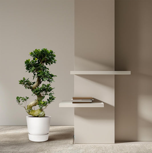 Ficus Microcarpa Ginseng – Pflegeleichter Zimmerbonsai 80 cm