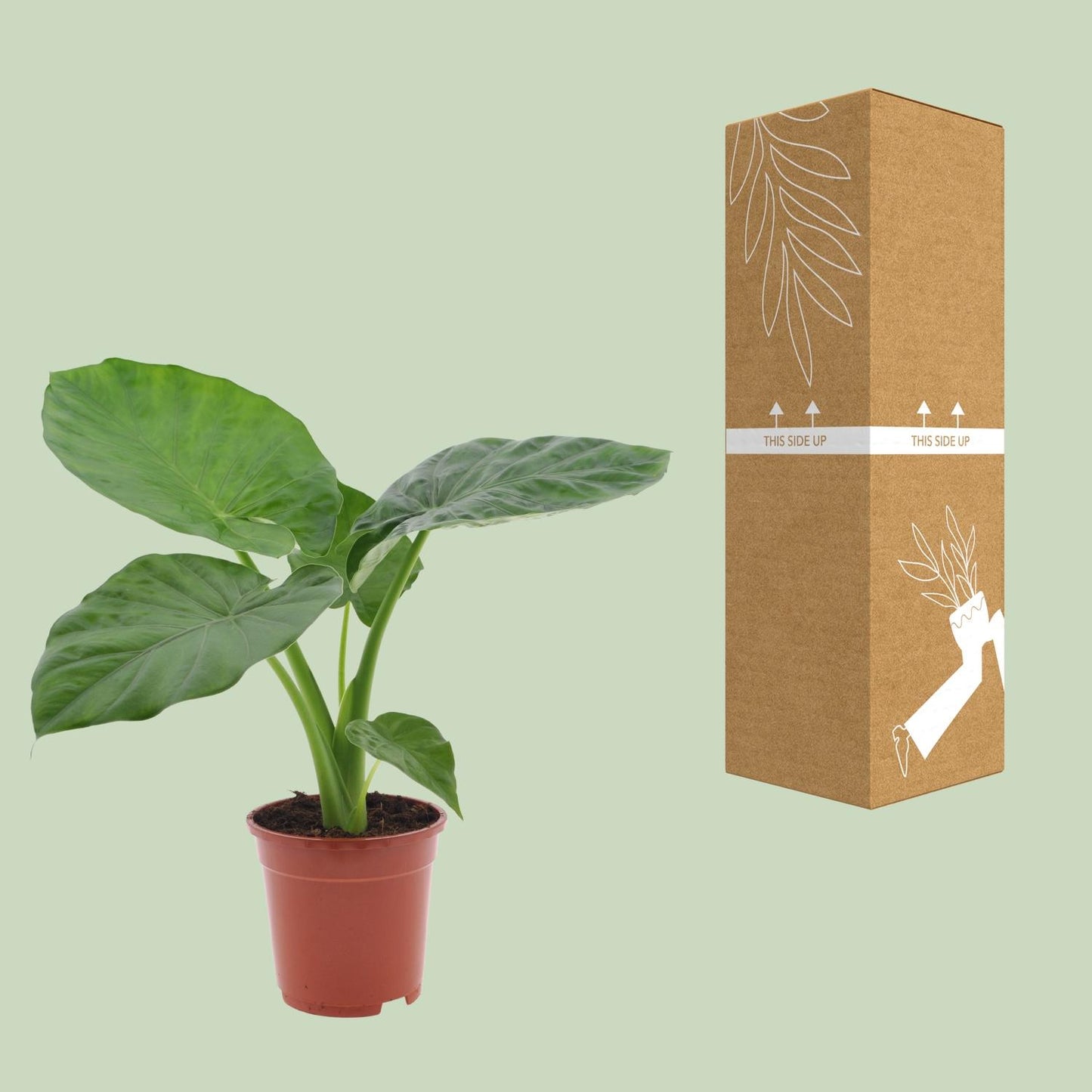 Alocasia Macrorrhiza – Elegante Elefantenohr-Pflanze Ø17cm