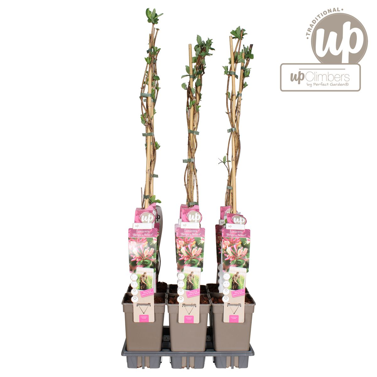 Lonicera periclymenum 'Belgica' – Duftende Kletterpflanze Ø15cm