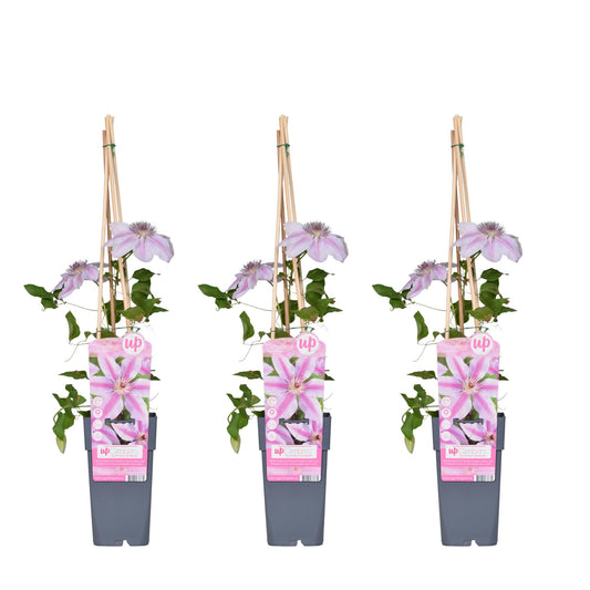 3x Clematis Nelly Moser – Blühende Kletterpflanze Ø15cm