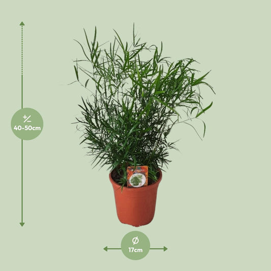 Asparagus Falcatus – Eleganter Spargel-Farn Ø17cm, 55cm hoch