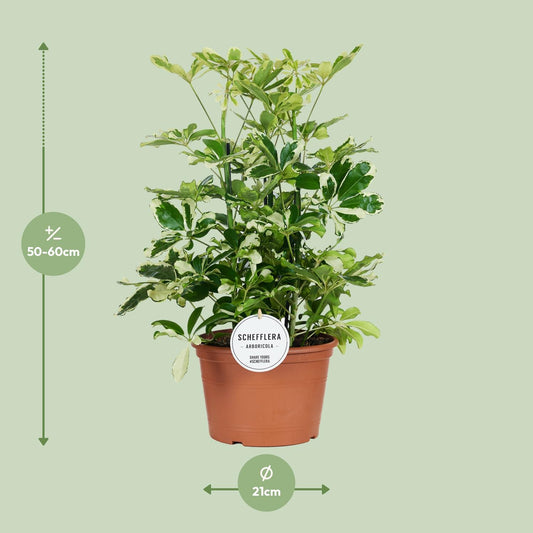 Schefflera Charlotte - Pflegeleichter Schirmbaum Ø21cm, 55cm hoch