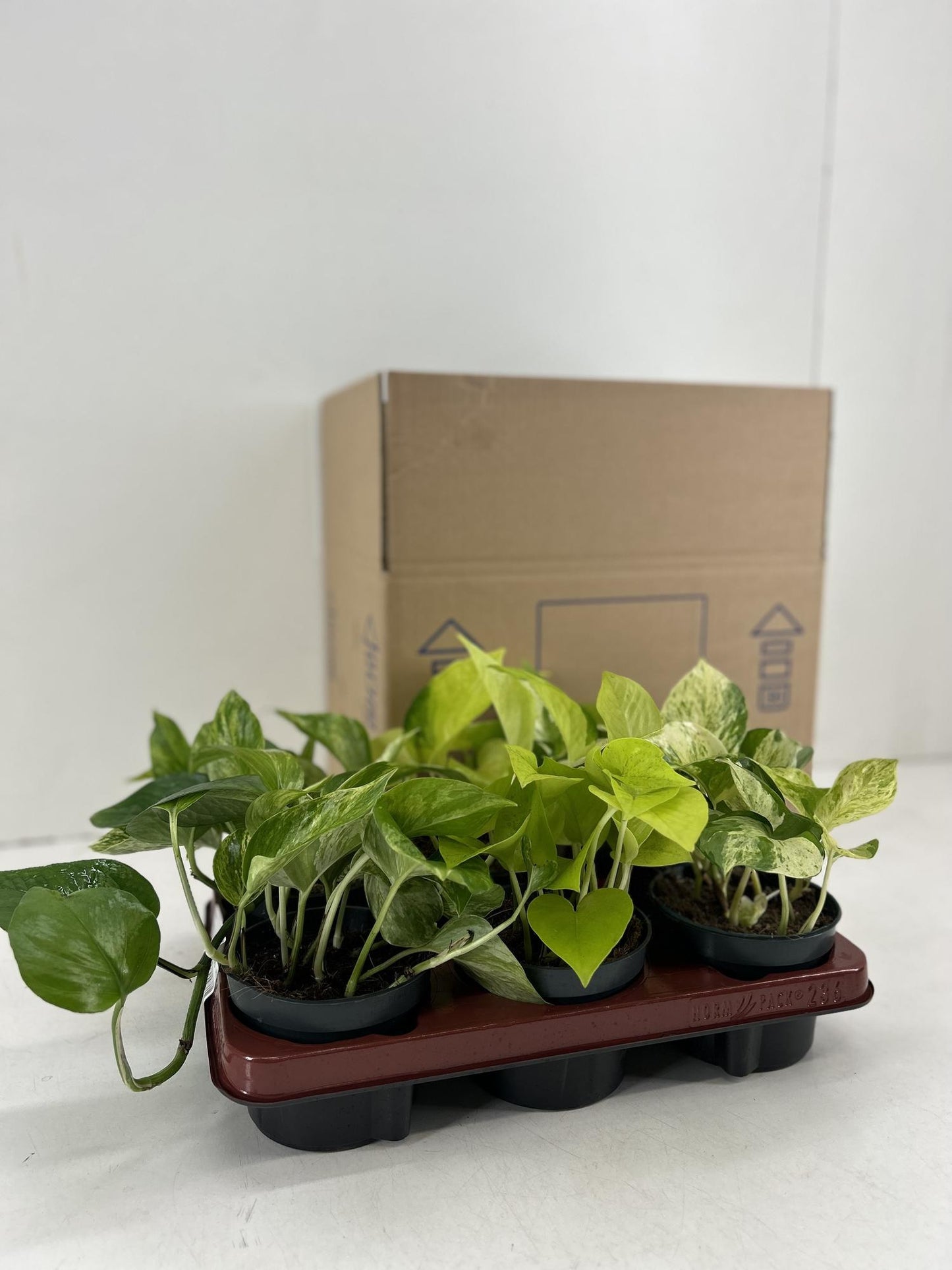 Epipremnum Mix – 6 pflegeleichte Zimmerpflanzen Ø12cm