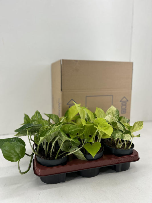 Epipremnum Mix – 6 pflegeleichte Zimmerpflanzen Ø12cm