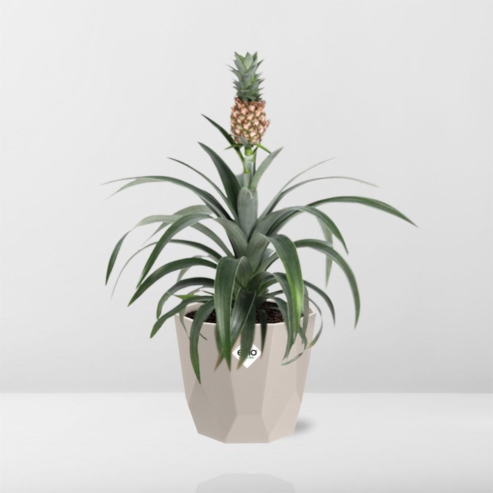 Ananas-Pflanze in ELHO b.for rock 14 cm warm grey