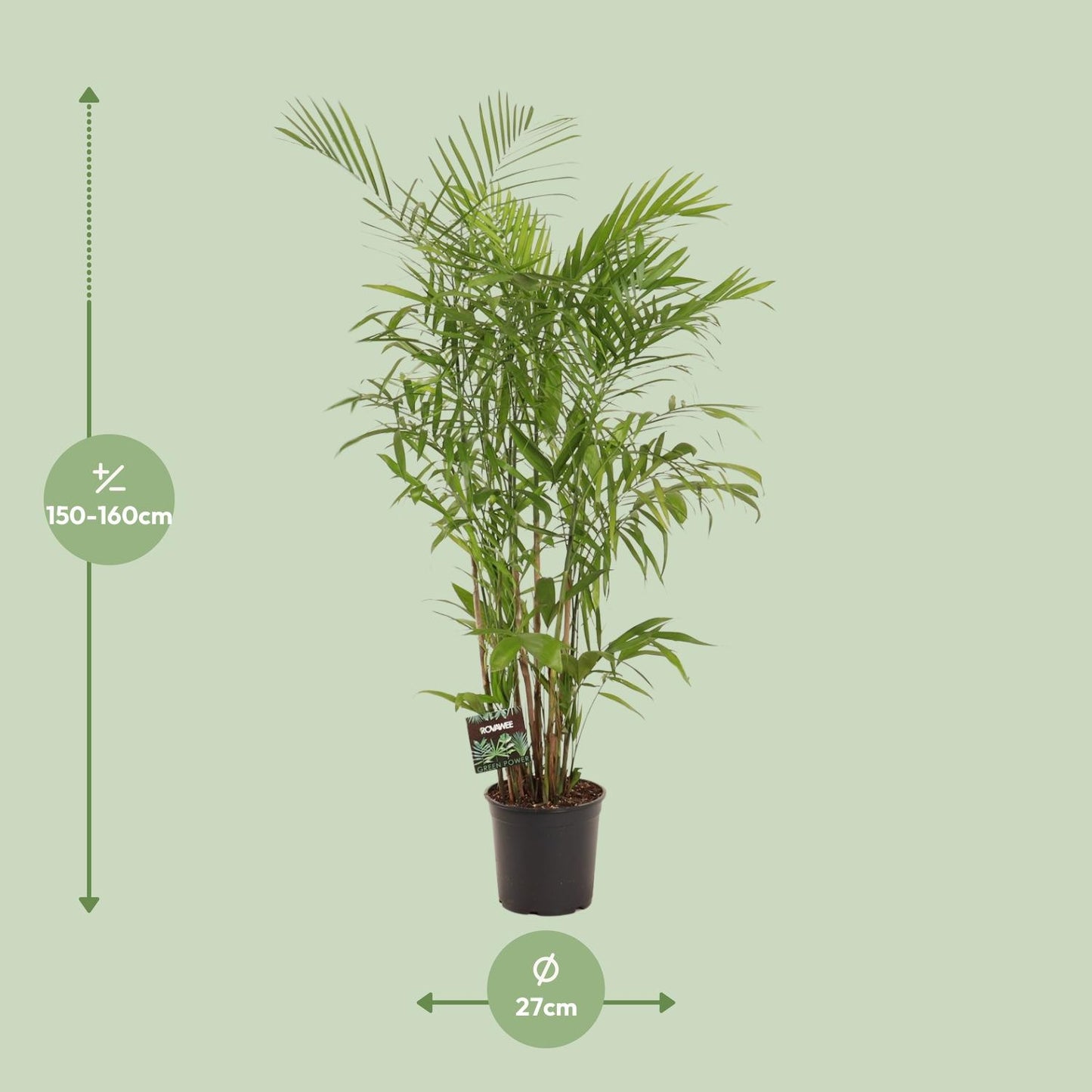 Chamaedorea Seifrizii – Elegante Zwergbergpalme für Innenräume