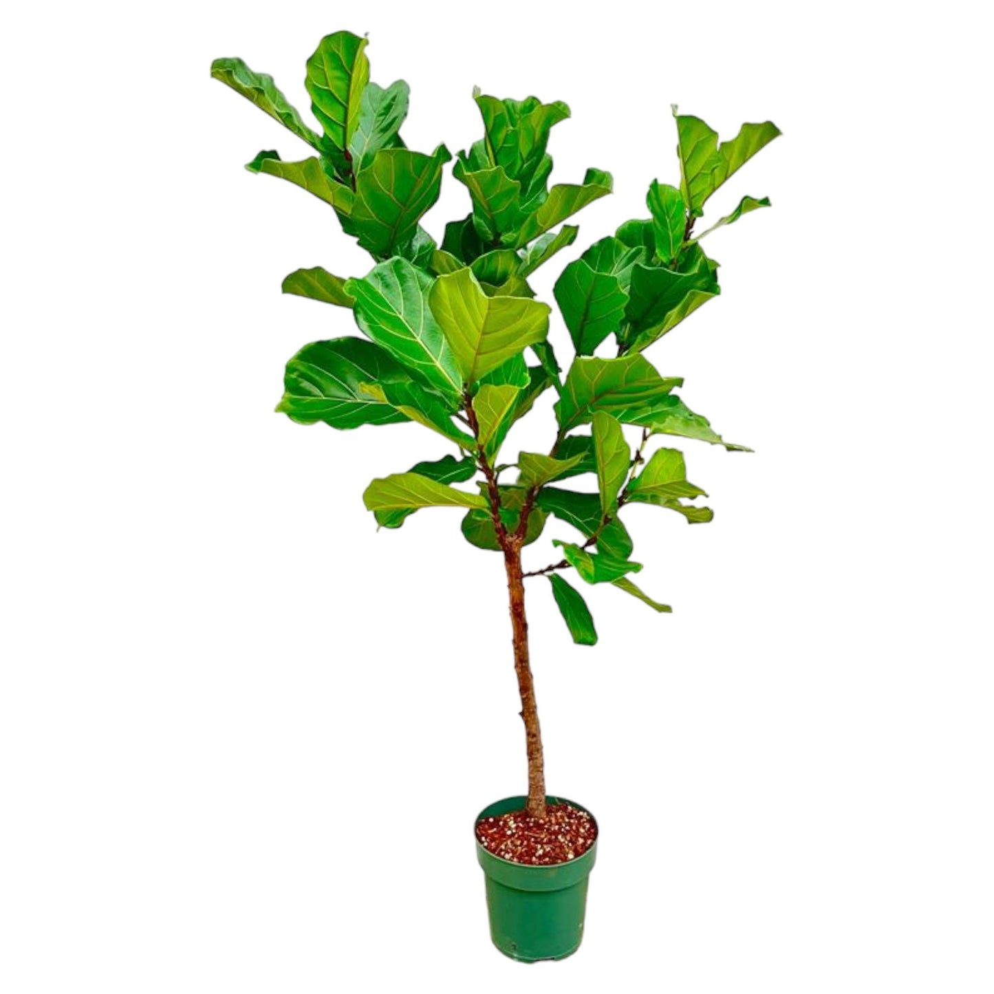 Ficus Lyrata Stamm – 170 cm – Ø 30 cm