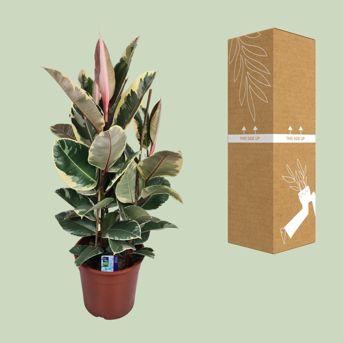 Ficus Elastica Tineke – Pflegeleichte, stilvolle Zimmerpflanze Ø27cm