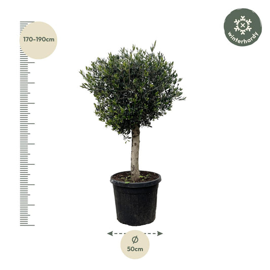 Olea Europaea Lorc – Eleganter Olivenbaum 180 cm