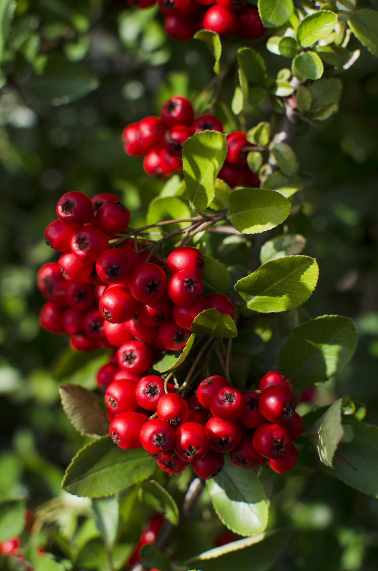 Pyracantha coccinea Red Star – Immergrüner Feuerdorn mit roten Beeren