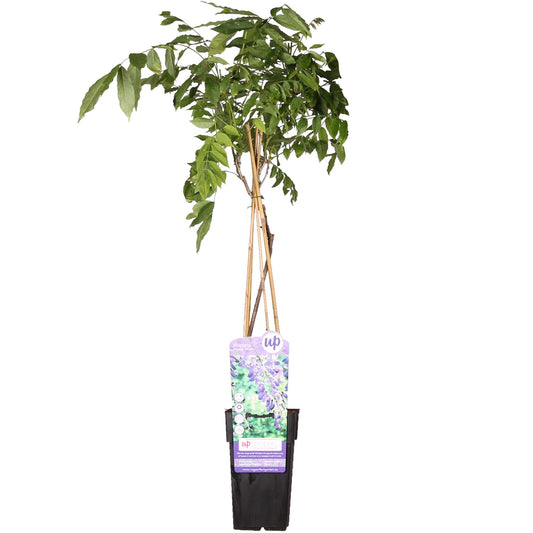 Wisteria sinensis 'Prolific' – Blauregen Kletterpflanze Ø15cm