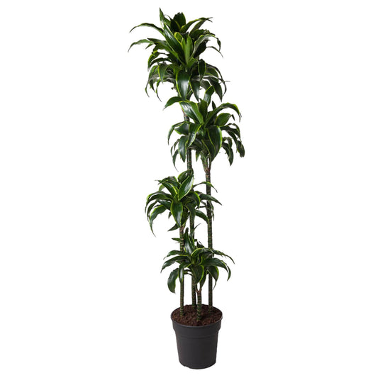Dracaena Dorado – 170 cm, pflegeleichte XXL-Zimmerpflanze