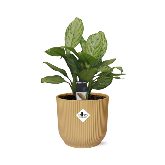 Aglaonema Christina in ELHO Vibes Fold 14cm Gelb – Pflegeleicht & Luftreinigend