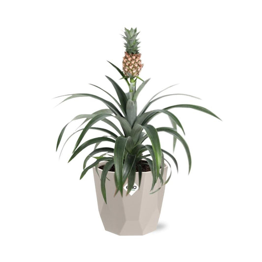 Ananas-Pflanze in ELHO b.for rock 14 cm warm grey