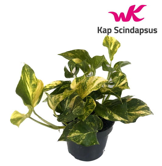 Scindapsus Epipremnum N'joy Gold - Ø12cm Topf - 25cm Höhe
