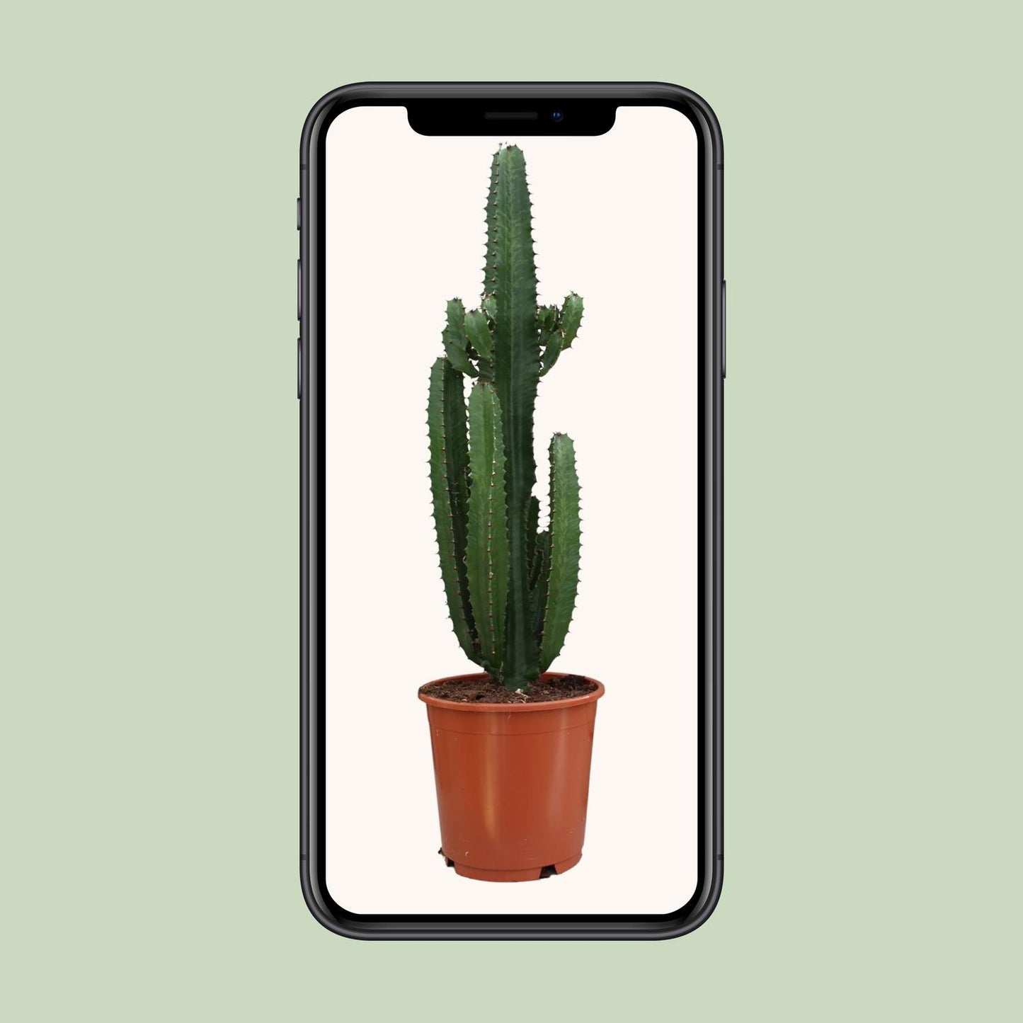 Euphorbia Acrurensis – Moderne, pflegeleichte Zimmerpflanze Ø24cm
