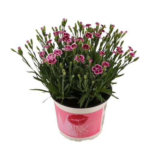 Dianthus Pink Kisses – Pflegeleichte Blütenpracht Ø17 cm