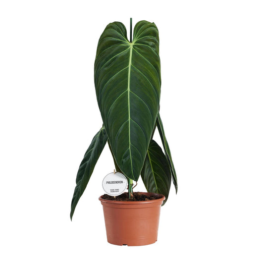 Philodendron Melanochrysum – pflegeleichte XXL-Zimmerpflanze Ø21cm