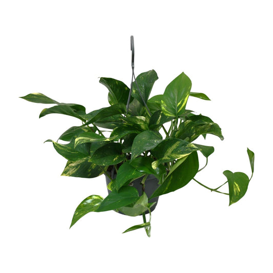 Scindapsus Epipremnum – Pflegeleichte Hängepflanze Ø15 cm