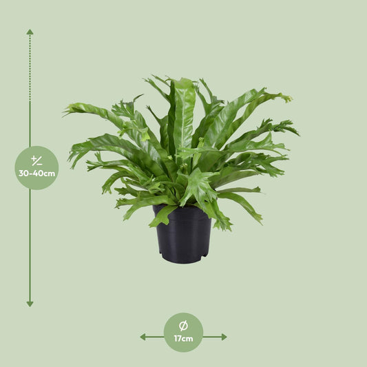 Asplenium Nidus Crissie – Pflegenestfarn Ø17cm, 40cm hoch