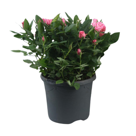 Topfrose Rosa Jewel Patio Sparkling Ø17cm, 30cm hoch