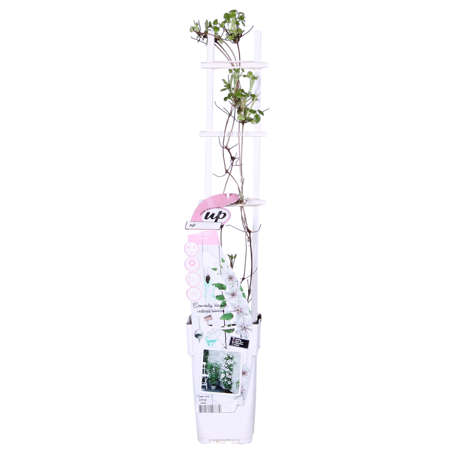 Clematis Corinne – Weiße Blütenpracht Ø15cm, Höhe 65cm