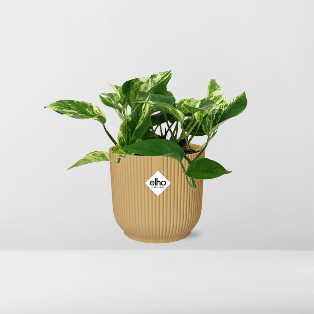 Scindapsus Marble Queen in ELHO Vibes Fold 14cm gelb
