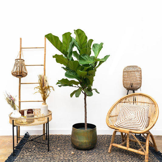 Ficus Lyrata Stamm – 170 cm – Ø 30 cm