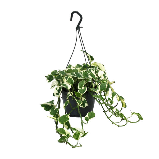 Scindapsus (Epipremnum) N’Joy – Pflegeleichte Zimmerpflanze Ø15cm