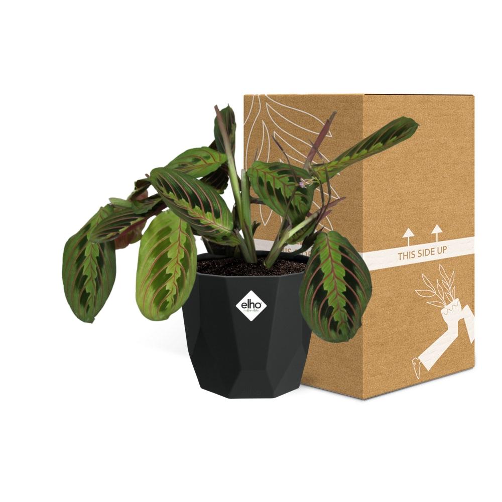Maranta Leuconeura ‘Fascinator’ Tricolor – Pflegeleichte Gebetspflanze in 14cm Topf