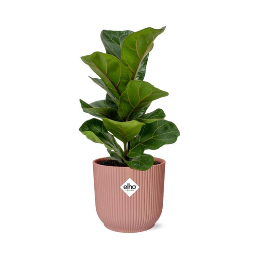 Ficus Lyrata ‘Bambino’ im ELHO Vibes Fold 14cm Topf rosa
