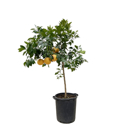 Citrus Pompelmo - 150 cm - Pflegeleichter Zitrusbaum