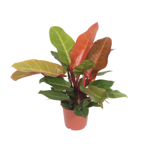 Philodendron Prince of Orange – Pflegeleichte Zimmerpflanze Ø17cm