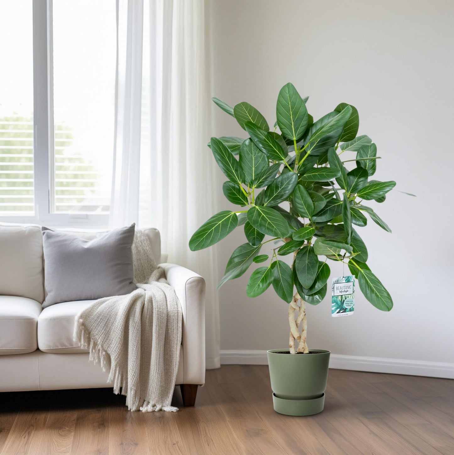 Ficus Altissima – Pflegeleichter XXL-Zimmerbaum Ø27cm, 110cm hoch