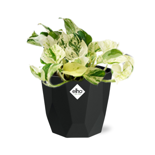 Epipremnum Pinnatum Happy Leaf – Pflegeleichte Hängepflanze 14cm