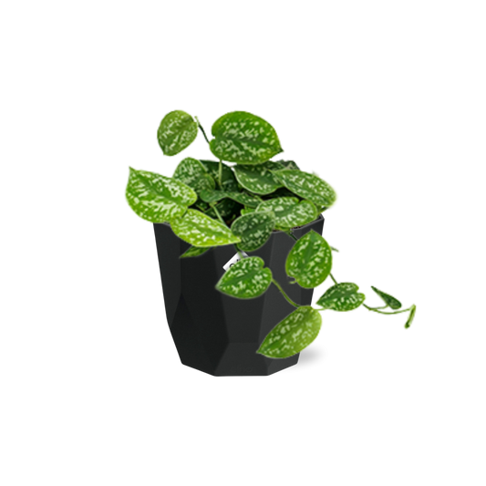 Scindapsus Pictus ‘Argyraeus’ – pflegeleichte Zimmerpflanze im schwarzen Topf
