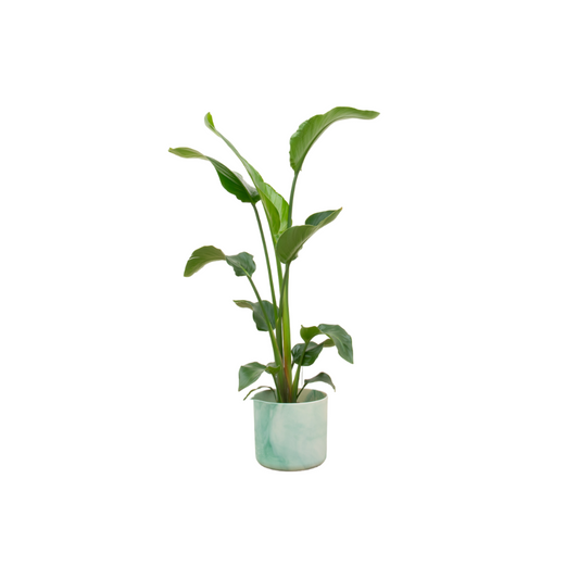 Strelitzia Nicolai mit elho Ocean Round Topf Ø22 - 100 cm