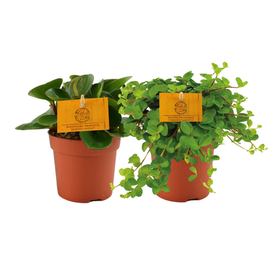 Peperomia Duo Set – 2 pflegeleichte Zimmerpflanzen Ø10,5cm