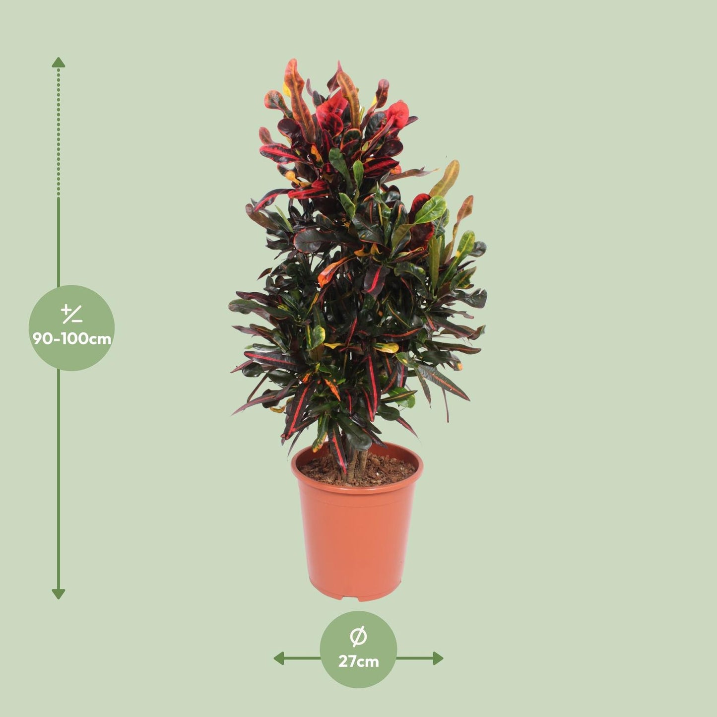 Codiaeum Variegatum Mammi – Bunte Croton Zimmerpflanze Ø27cm