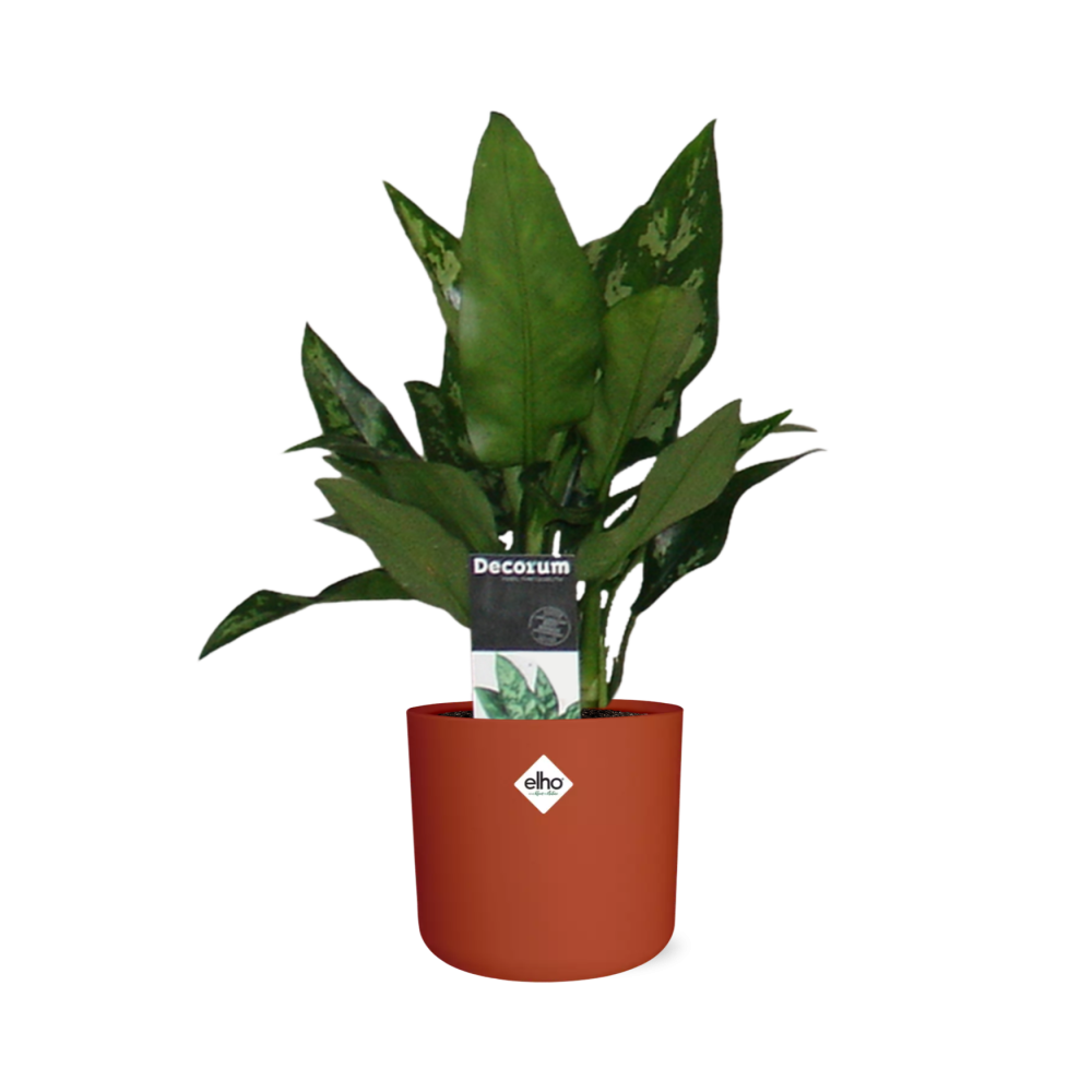 Aglaonema Maria – Pflegeleichte Design-Zimmerpflanze 14cm