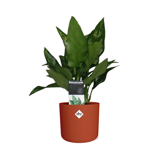 Aglaonema Maria – Pflegeleichte Design-Zimmerpflanze 14cm