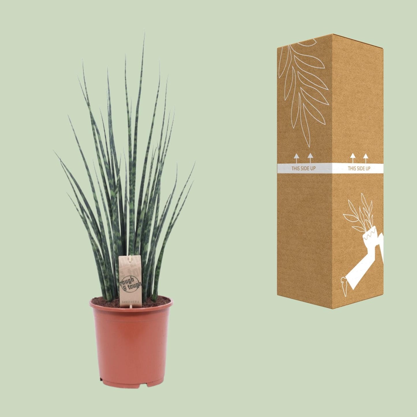 Sansevieria Fernwood Mikado – Pflegeleichte Schwiegermutterzunge Ø19cm