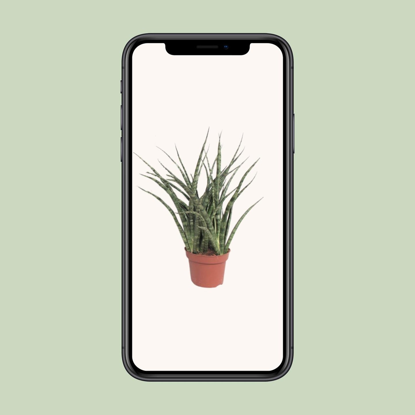 Sansevieria Fernwood Punk – Pflegeleichte Schwiegermutterzunge Ø12cm
