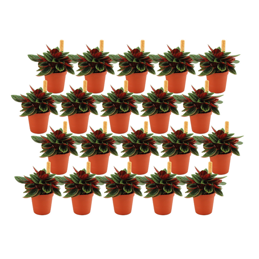 Peperomia Rosso Set – 20 pflegeleichte Zimmerpflanzen Ø5,5 cm