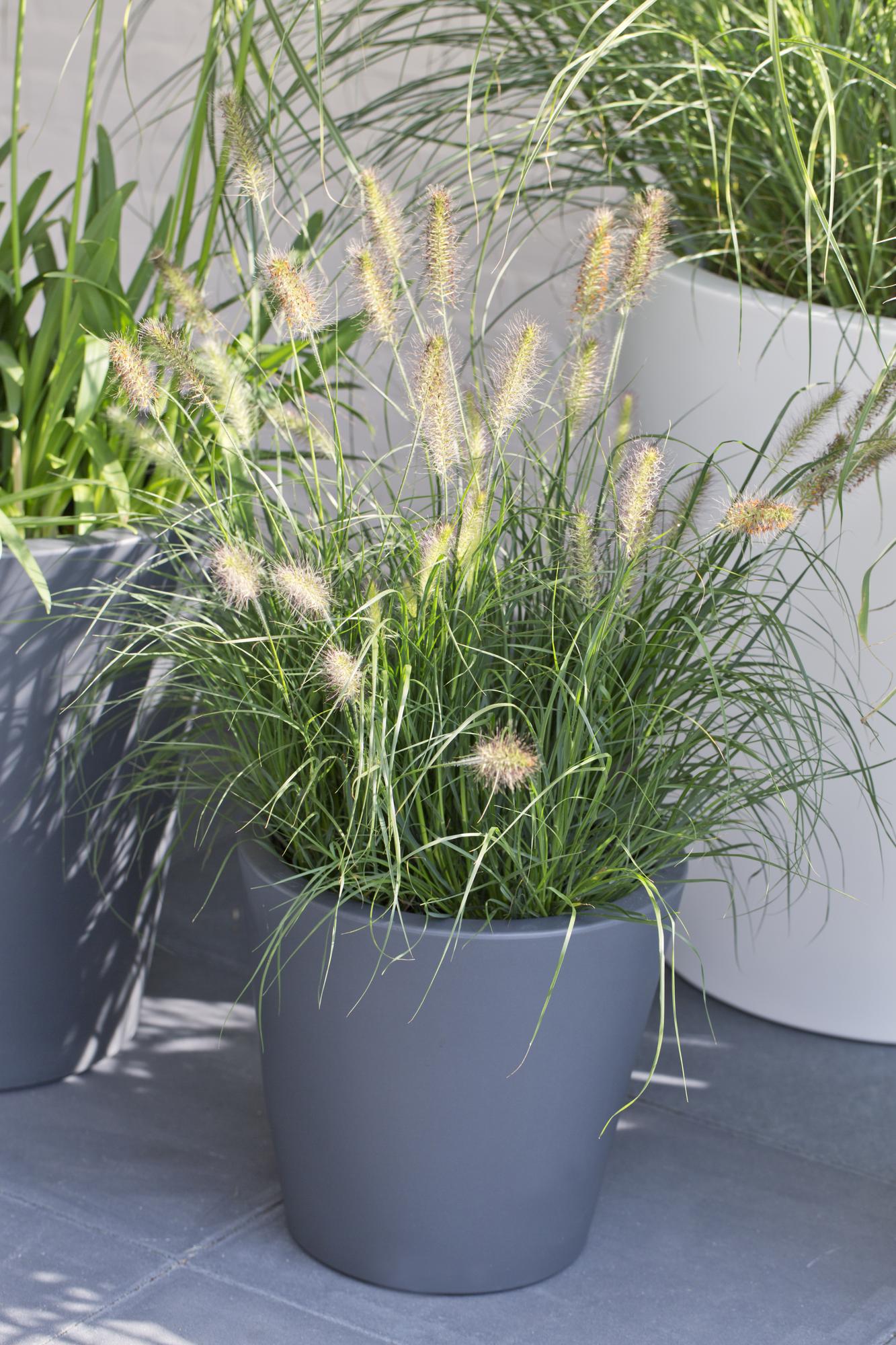 Pennisetum alopecuroides 'Hameln' – Kompaktes Lampenputzergras Ø19cm