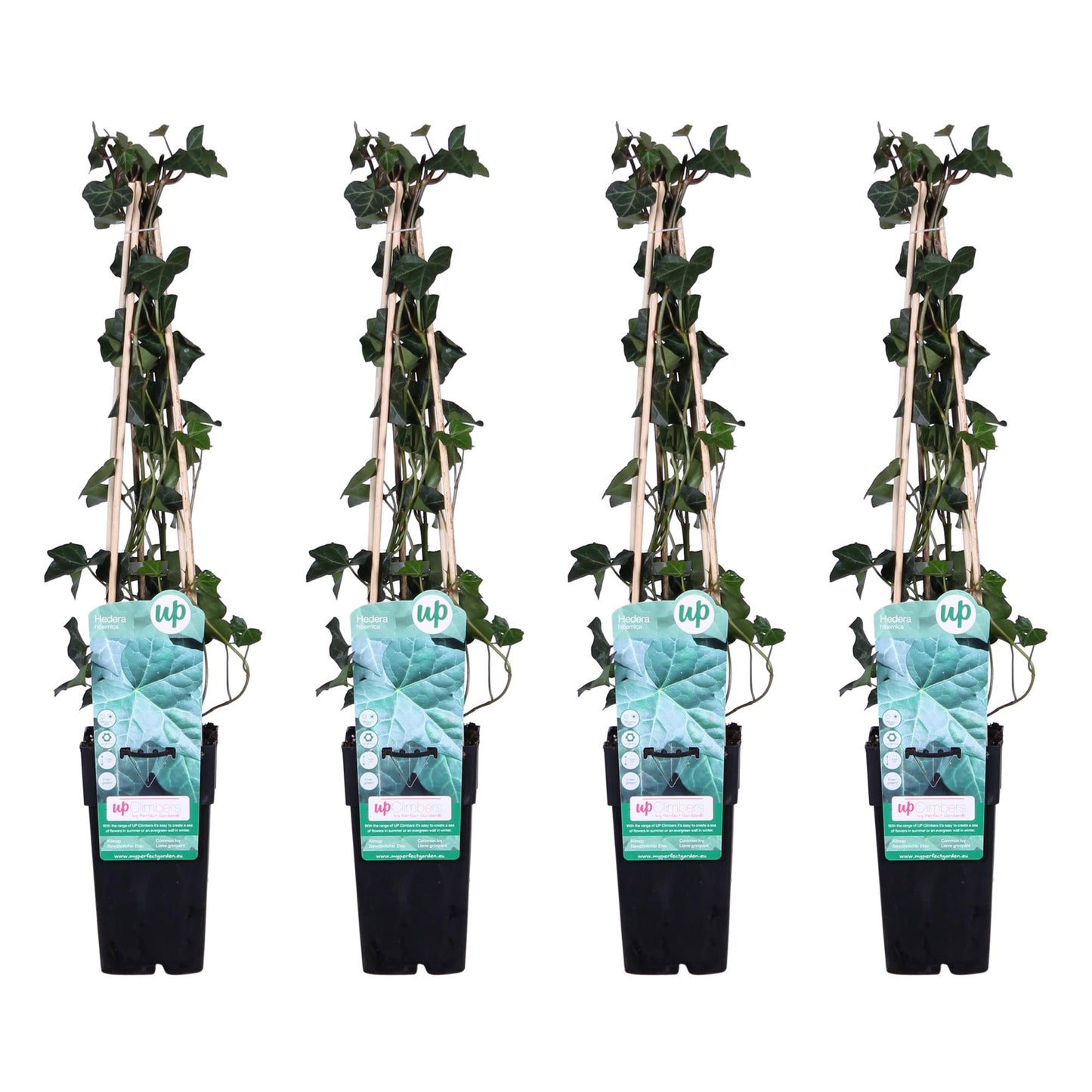 4x Hedera hibernica – Pflegeleichter Efeu Ø15cm, 65cm Höhe